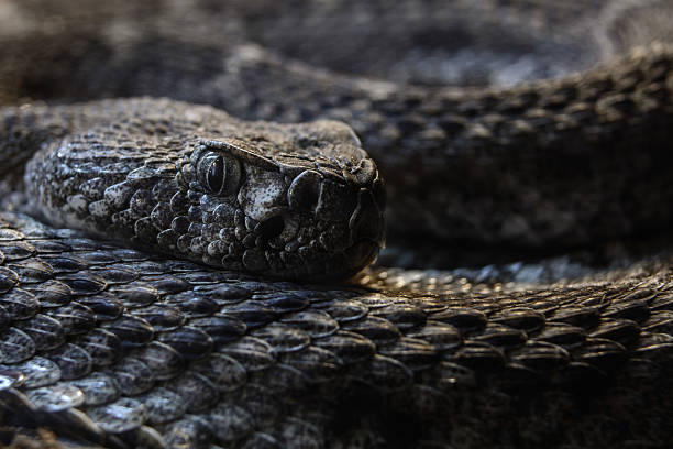 istock Southwestern Speckled Rattlesnake macro curled up looking at camera 470157210