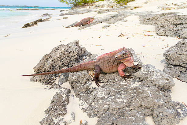 istock Iguanas on the beach - Bahamas 470157248