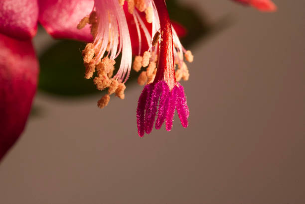 istock Schlumbergera Zygocactus stamens 470157703