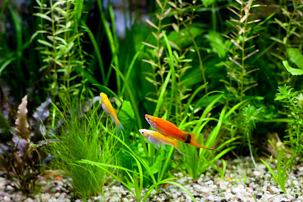 Cremecicle Lyretail Molles and Red Wag Swordtail and swimming in planted fish tank; focus on a front couple of fish