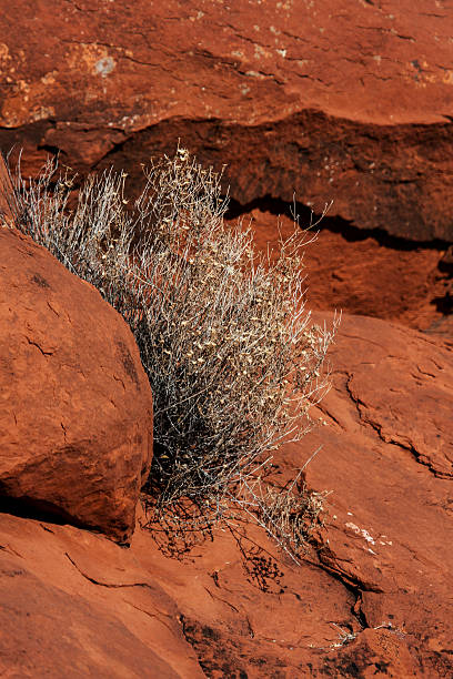 red rock and scrub sedona stock photo