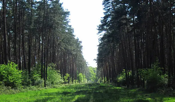 Photo of Forest of Cheverny (4)