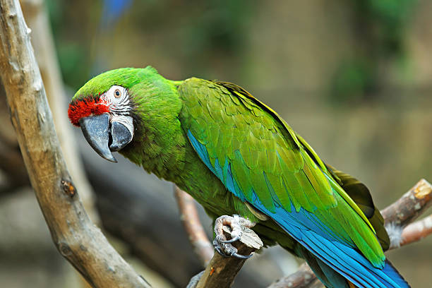 istock Green macaw (ara ararauna) perched in the jungle. 470158988
