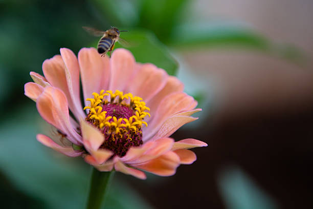 Bee on flower stock photo