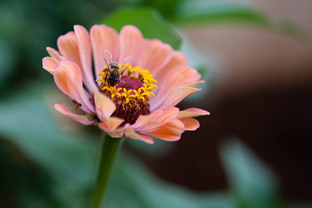 Bee on flower stock photo