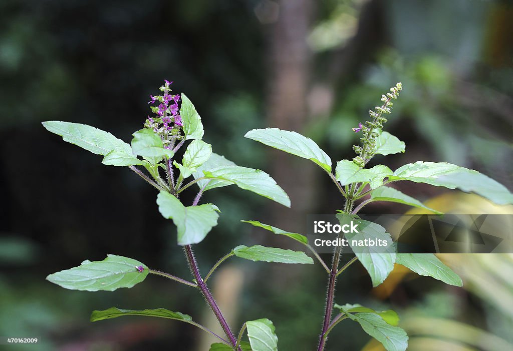 Holy Basil,  Ocimum Sanctum Holy basil, or tulsi, is an aromatic plant cultivated for religious and medicinal purposes, and for essential oils. Antidote Stock Photo