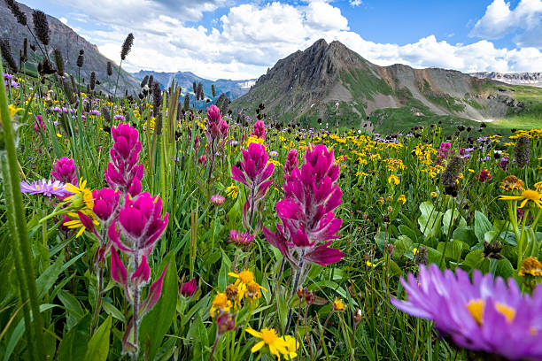 fleurs sauvages alpines - fleur sauvage photos et images de collection
