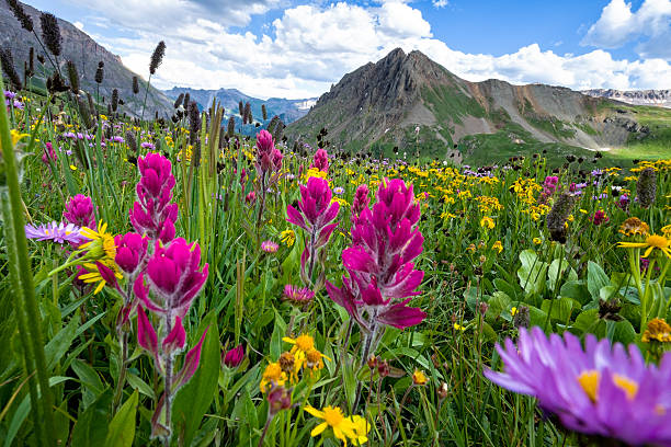 Alpine Wildflowers Alpine Wildflowers - Scenic mountain meadow with colorful medley of wildflowers.  Steep alpine environment in pristine wilderness area.  Ouray, Colorado, USA wildflower stock pictures, royalty-free photos & images