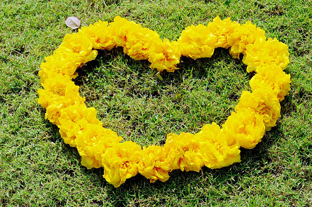 istock Yellow Cotton tree flower in heart shape 470162245