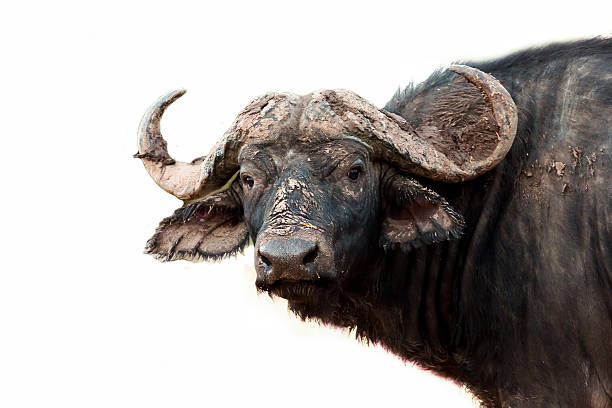 istock African Buffalo on a white background 470162312