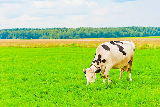 istock spotted cow grazes on green meadow 470162353