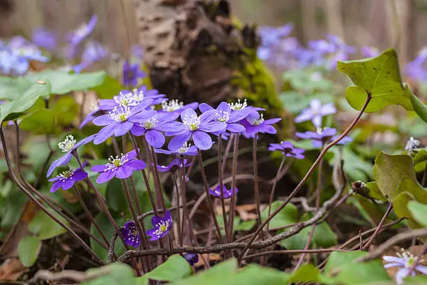 A Forest with blue  anemones among dried leaves in spring, just outside Oslo.