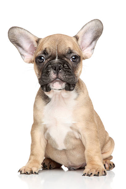 istock French Bulldog puppy 470162711