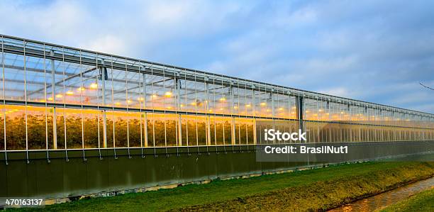 Foto de Luzes De Assimilação Em Estufa e mais fotos de stock de Agricultura - Agricultura, Cabo, Cabo de alta-tensão