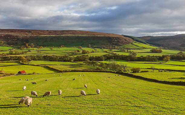 istock Sheep graze on farmland, Glaisdale, Yorkshire, UK. 470163518