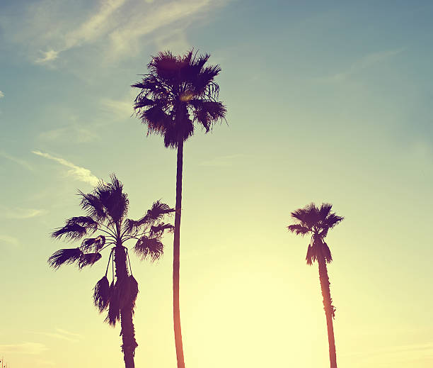 istock Silhouette of palm trees 470163842