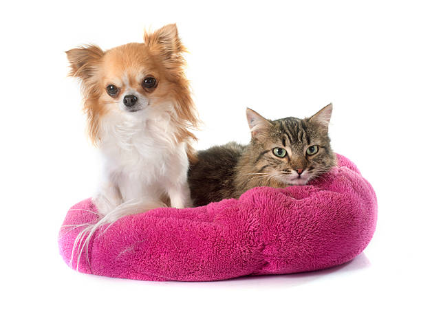 tabby cat and chihuahua