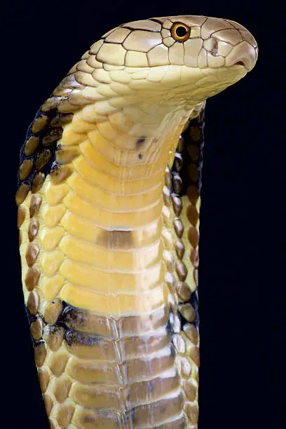 The largest venomous snake species in the world. The majestic King Cobra (Ophiophagus hannah).