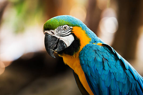 istock Blue-and-yellow macaw[Ara ararauna] sitting on log 470165335