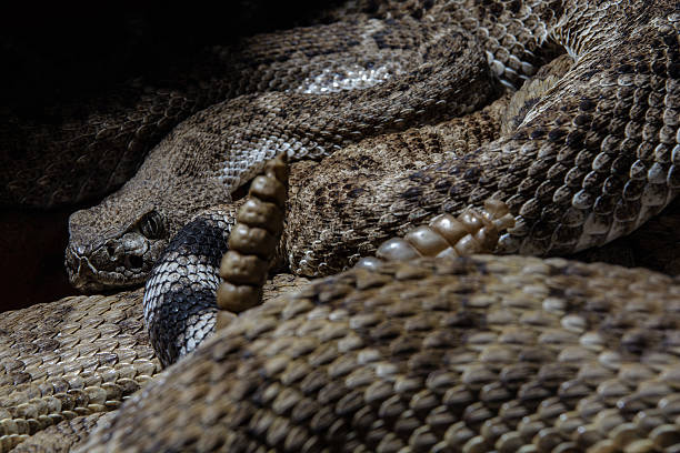istock Southwestern Speckled Rattlesnake  head hiding behing rattle 470168018