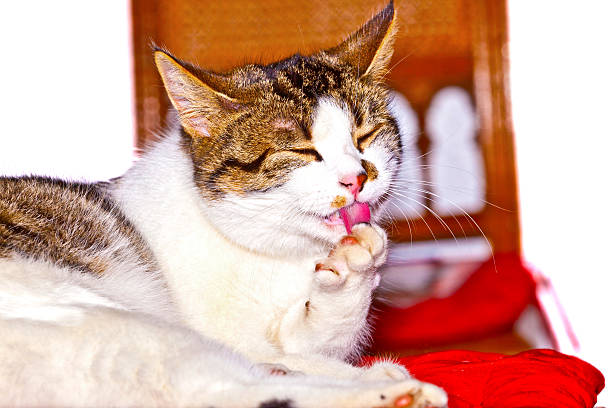 White cat's paw with claw