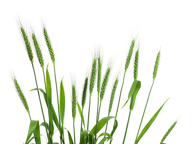 Bouquet Of Wheat Ears Isolated On White Background