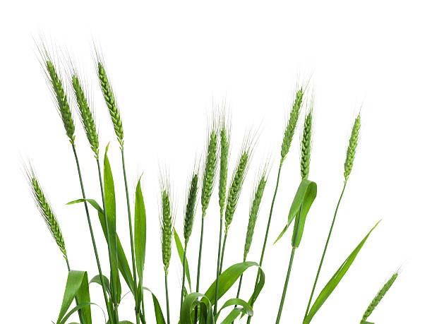 букет из пшеницы уши изолированных на белом фоне - corn corn crop corn on the cob isolated стоковые фото и изображения