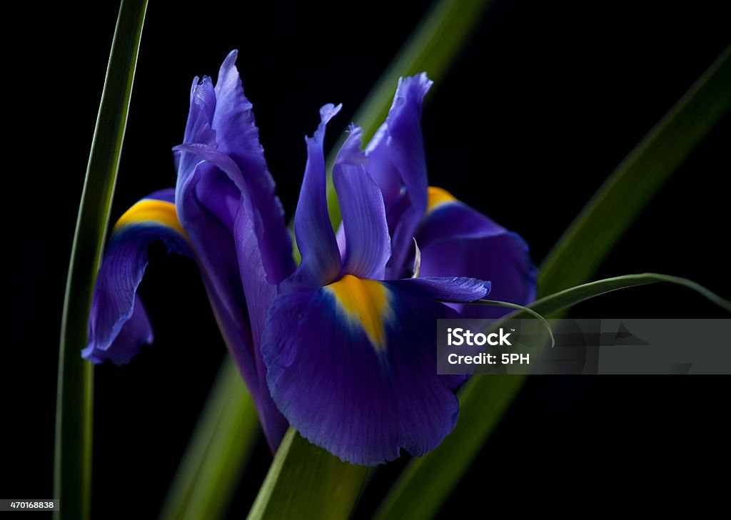 Blue iris on a dark background Black Background Stock Photo