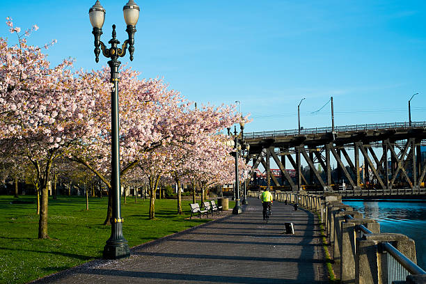 istock Row of cherry blossom trees along walkway near river 470169096