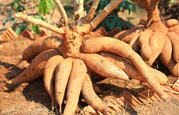 istock Pile of cassava bulb 470169237