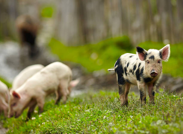 istock Little pigs on a farm 470169527
