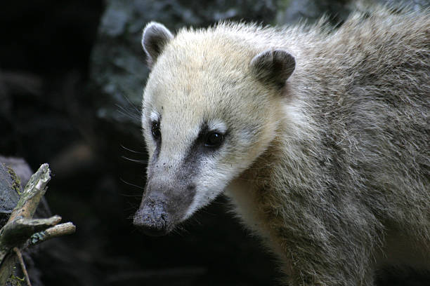 istock South American coati 470170003