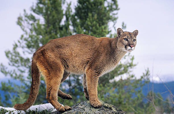 Mountain Lion Mountain Lion standing on rock panthers stock pictures, royalty-free photos & images