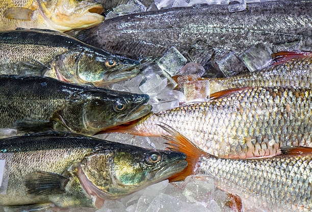 istock Fresh fish on ice for sale 470170785