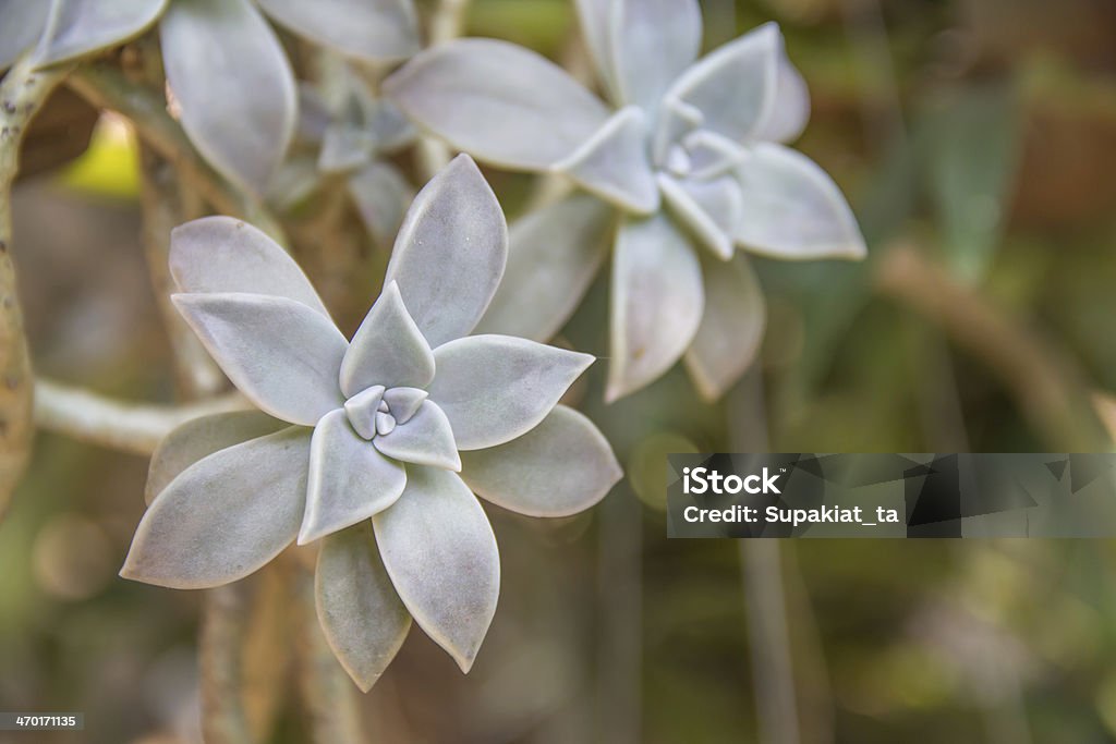 Close-up de pavão Echeveria Cactus - Foto de stock de Ajardinado royalty-free