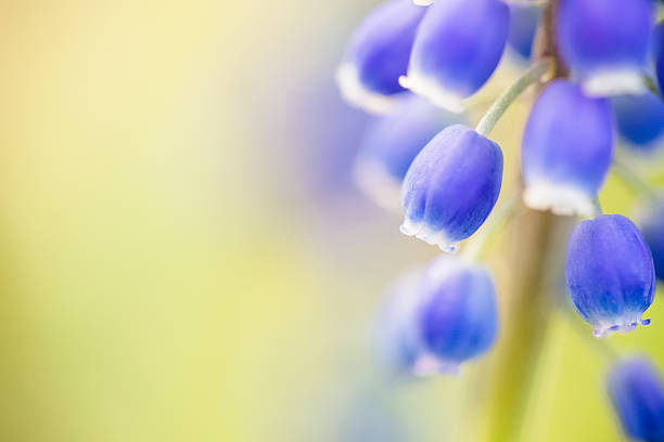 istock Spring Nature Background Macro - Grape Hyacinth in flower garden 470171580