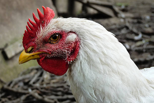 istock Chicken on the farm 470172254