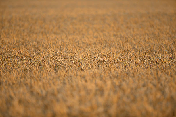 Golden Wheat Field Selective focus of mature wheat crop chestertown stock pictures, royalty-free photos & images