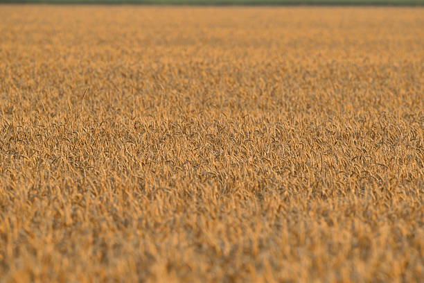 Golden Wheat Field - Full Frame Selective Focus of mature wheat crop ready for harvest chestertown stock pictures, royalty-free photos & images