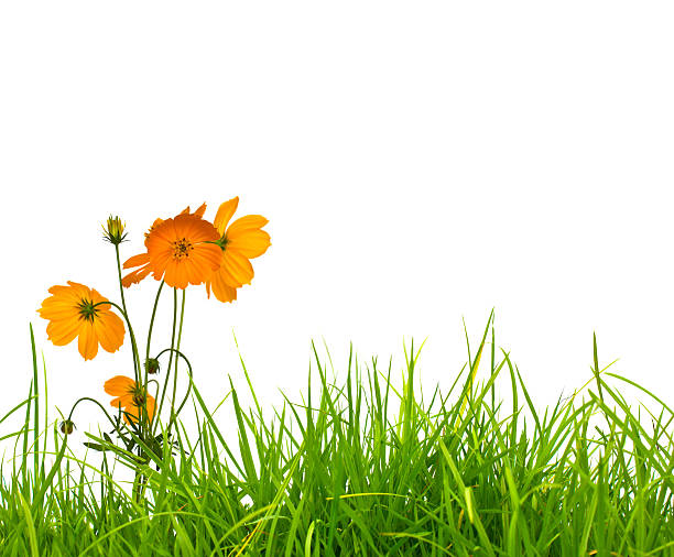 istock Beautiful yellow flower (Cosmos) and fresh spring green grass is 470172453