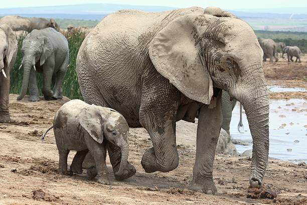 istock Baby African Elephant and Mom 470172927