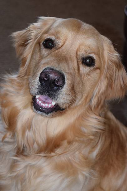 istock Make golden retriever portrait 470173442