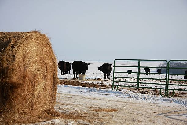 hay bale et vache dans le nebraska - farm winter field fence photos et images de collection