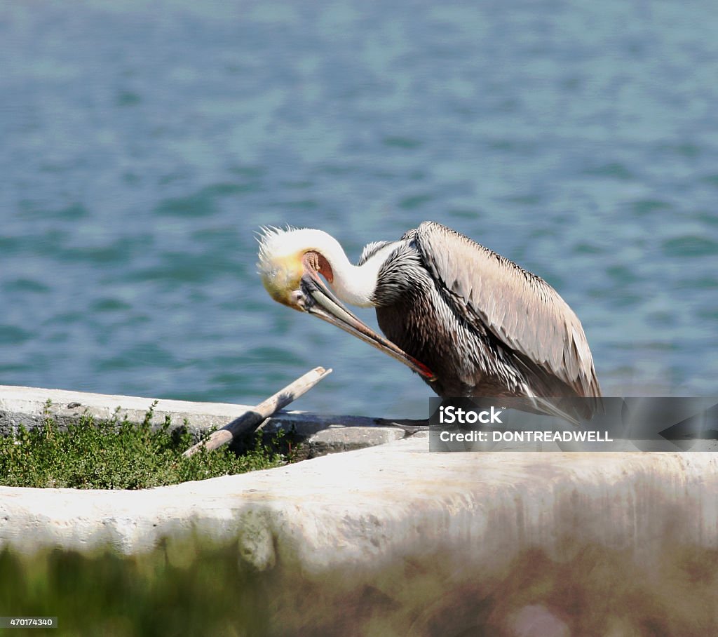 Preening Pelican This mature pelican is preeening  while standing on a sea wall 2015 Stock Photo