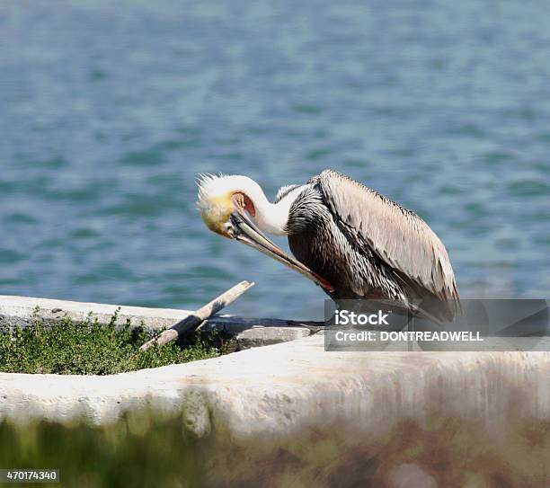 Preening Pelican Stock Photo - Download Image Now - 2015, Activity, Animals In The Wild