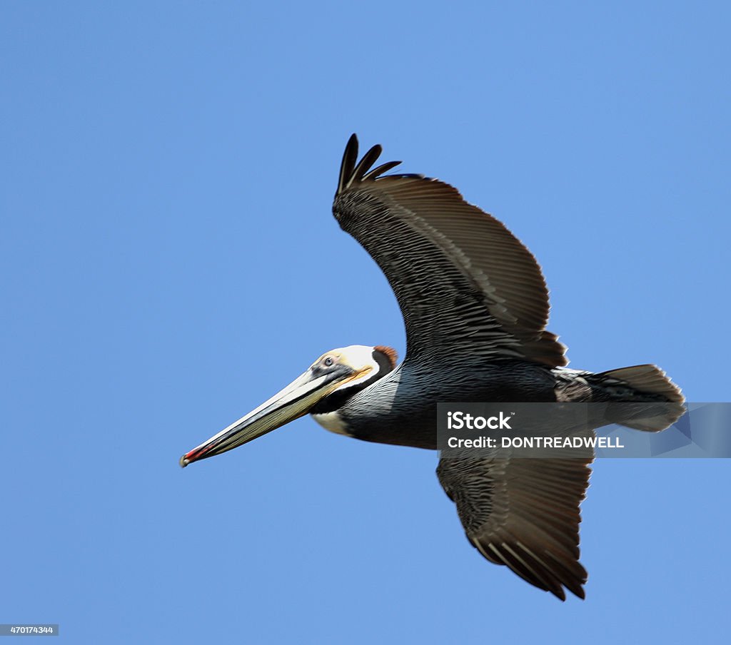 Flying Pelican This mature pelican is using his powerful wings to fly over a Southern California lagoon in  search of food 2015 Stock Photo