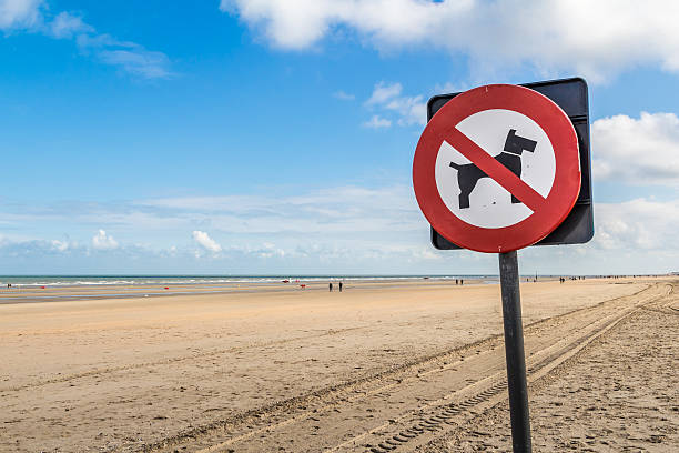 istock no dogs prohibitory restrictive sign on the beach 470174360