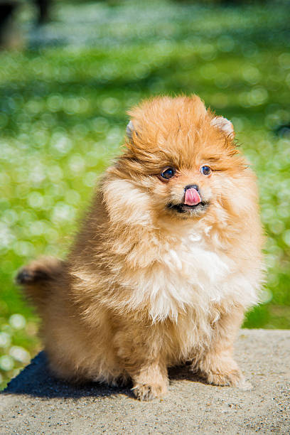 istock Beautiful female pomeranian dog 470174840