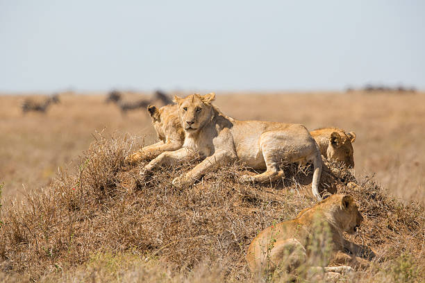 istock Lions pride rests in Serengeti 470176891