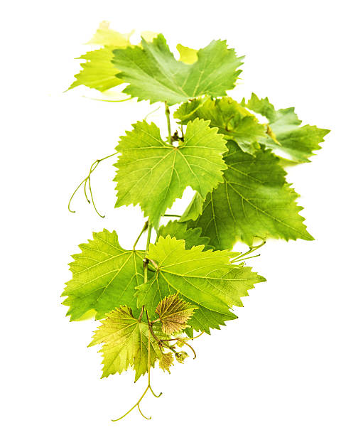 istock banch of vine leaves isolated on white 470177057